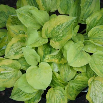 Hosta 'Silver Threads and Gold Needles'